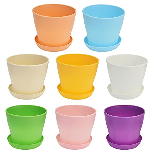 Pitunjuk Meuli Panci Kaktus Kaktus Siber