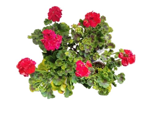 Geranio Rojo |Pack 4 Unidades |DECOALIVE | Geranios con Flores Rojas
