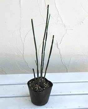 茎数200本程度　太・大トクサ の根株 長さ90センチ程度 茎数200本程度 太・大トクサ の根株 長さ90センチ程度