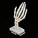 Medical Anatomical Life-Size Hand Joint Anatomical Model Life Size Skeleton Model for Human Medical Anatomy Study