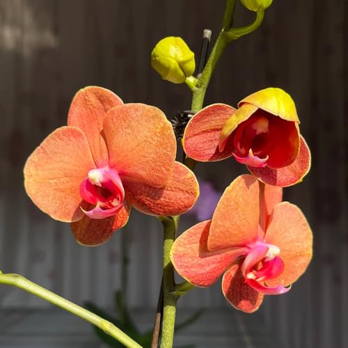 orchidee phalaenopsis orchidea d'appartamento rare d'appartamento purificatrici d'aria decorazioni giardino per esterni giardino, balcone 200semi