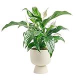 Costa Farms, Premium Live Indoor Peace Lily, Spathiphyllum, Tabletop Plant, Brown Ceramic Decorator Pot, Shipped Fresh From Our Farm, Excellent Gift