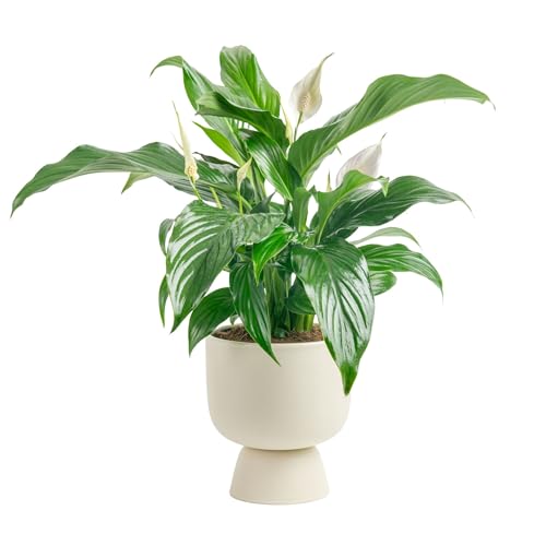 Costa Farms Peace Lily Live Plant in Decorative Pot, Air