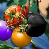 CHUXAY GARDEN 10 Seeds Rainbow Tomato,Lycopersicon Esculentum Edible Vegetable Sweet Low-Acid Fruit Gardening Gifts Survival Gear Food Seeds