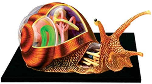 Amazon.co.jp: 解剖学的解剖学的モデル 解剖学的モデル 視覚的な