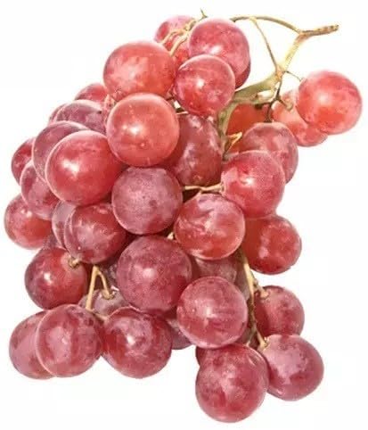 Willvine Super Sweet Red Grape-RXI-4R-image-14