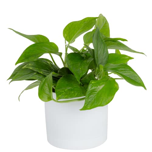 Costa Farms Golden Pothos Live Plant, Easy Care Indoor House Plant in Modern Decor Planter Pot, Potting Soil, Natural Air Purifier Houseplant, Housewarming Gift, Home Decor, Room Decor, 10-Inches Tall