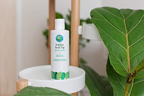 Fertilizador líquido Fiddle Leaf Fig Welcome Bundle miniatura 2