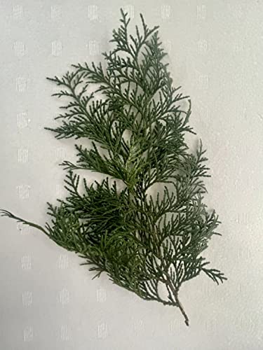 【飾り葉】国産 檜葉 200g 大きさランダム 飾り葉 あしらい つまもの 掻敷 彩り