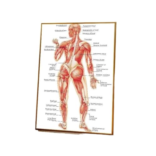 Diagramme structure corps humain affiche murale chambre