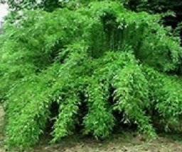 Fargesia Denudata 1 Size Live Clumping Bamboo Plant | Desertcart Cayman  Islands
