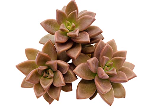 Live Succulent Cuttings (3 Graptosedum Alpenglow), Succulents Plants Live, Succulent