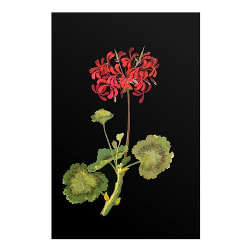 Poster Géranium Pathos Studio A2 | Idée Décoration Murale Salon Élégante