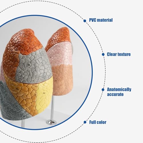 Modèle de poumon coloré à 10 segments pour anatomie médicale AMITD - 3