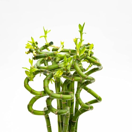 Vivai le Georgiche - Pianta vera di Lucky Bamboo spirale - si vende 1 pianta - - - diametro vaso