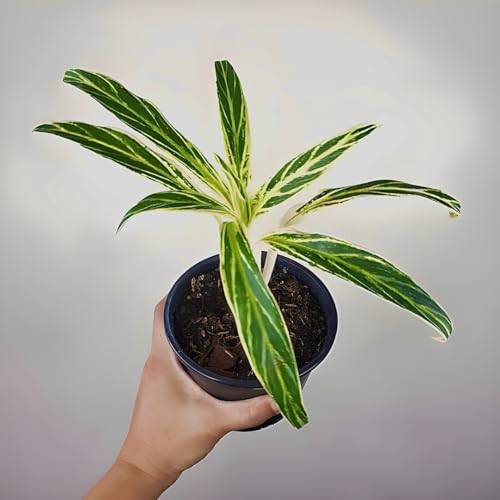 Image of Amulya FARMS & NURSERY Air Purifying Variegated Indoor Live Plants for Table, Kitchen & Desk Decor | Rare Plant | Imported Plant | Small Size - Black Pot Included (Rice Leaf)