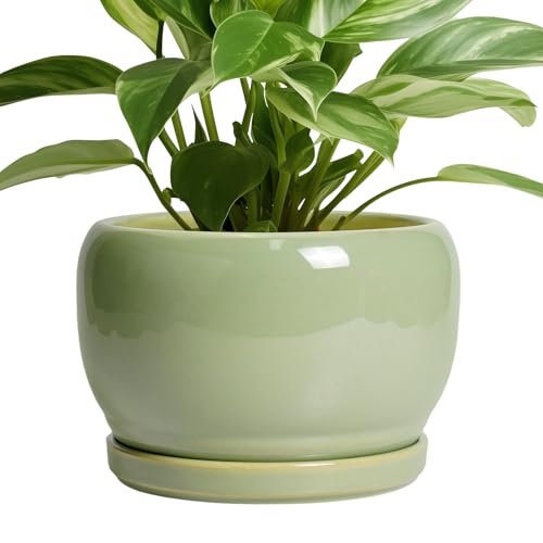 SQOWL 8 Inch Plant Pot - Ceramic Planters with Drainage...