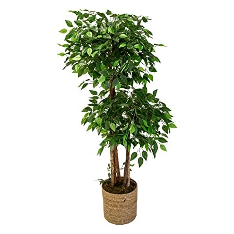 Ficus Artificial 2 and 3 Glasses with Natural Logs, Made with Best Materials, Ideal for Home Decoration, Plant, Artificial Tree (150 cm, 2 Glasses) Cover