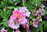 10 Climbing Michigan Rose Rosa Setigera aka Climbing Prairie or Illinois Rose Native Pink Flower Seeds