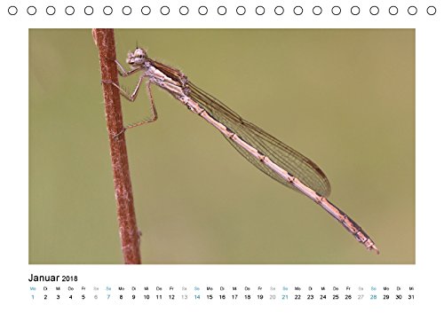 Faszinierende Libellen (Tischkalender 2018 DIN A5 quer): Dieser Kalender zeigt Ihnen die farbenprächtige Welt der heimischen Libelle. (Monatskalender, ... [Kalender] [Apr 07, 2017] Heufelder, Stefanie