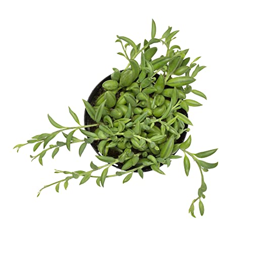 Altman Plants, 3.5” String Of Bananas Succulent Live, Indoor Plant Unique Succulent Plants Live Plants House Plants, Live Succulents Plants Live Plant House Plant, Indoor Plants Live Houseplants Live #TOP1