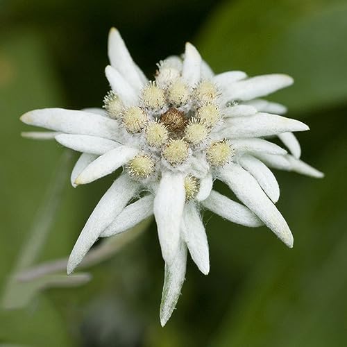400 pcs Edelweiss Pflanze Im Topf Samen Kräuter, Bonsai (Leontopodium Alpinum) Wildblumenwiese Saatgut Mehrjährig, Seed Schnittblumen, Exotische Pflanzen Blumen Für Balkon, Bio Saatgut – Bild 4