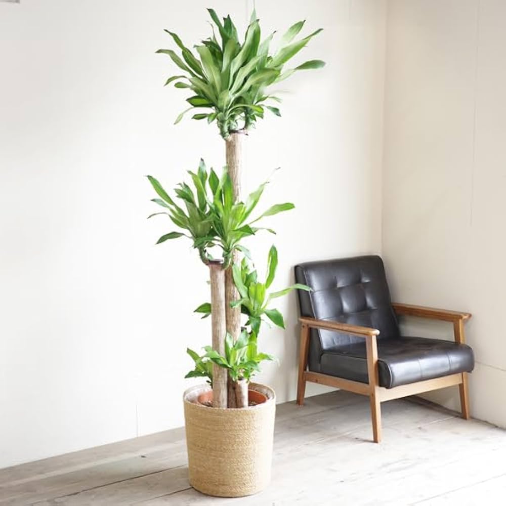 Amazon.co.jp: 幸福の木 やわらかいかご付 マッサン ドラセナ