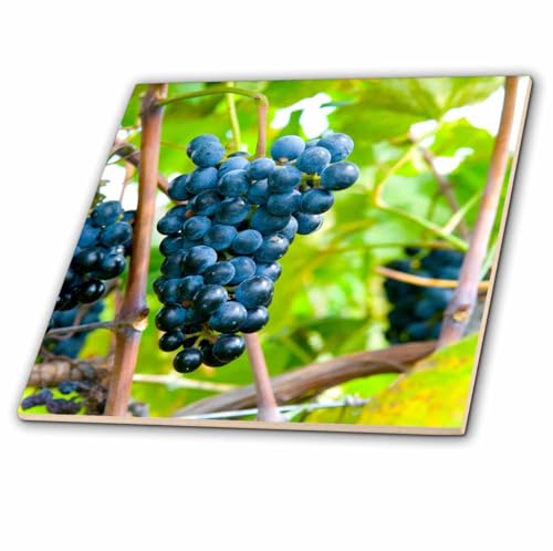 3dRose USA, Kansas, Grapes at Kansas Winery. 4 Inch Ceramic Tile