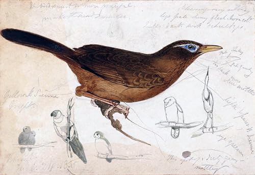 Tableaux Mural sur Toile Oiseau Brun Edward Leaars Pour Sublimer un Mur Vide de Chambre