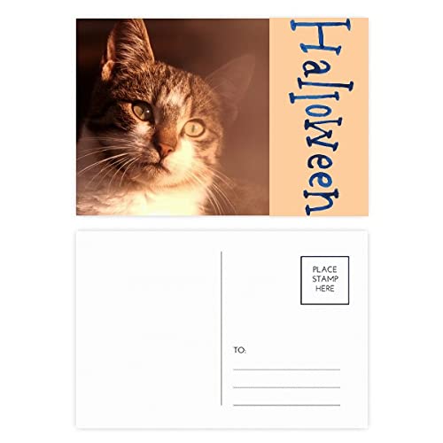 Cartes postales d'Halloween chat sentimental pour raviver vos liens