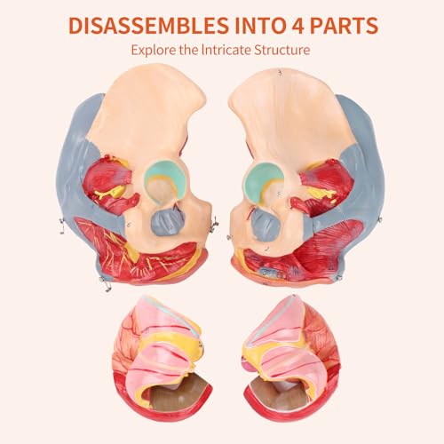 Image of SFXYJ Human Female Pelvis Anatomy Model,Life Size 4 Parts Removable Organs with Instruction Manual,Pelvic Floor Muscles, Perineum,Vessels Nerves & Reproductive System,for Medical Education Study