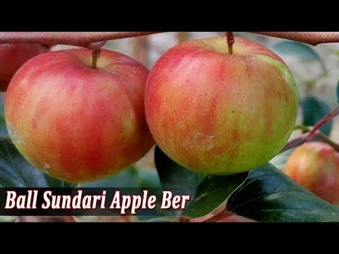Image of Golden Bloom Grafted Thai Grafted Red & Ball Sundari Apple Ber Plants Combo Plant Height - 1 FT