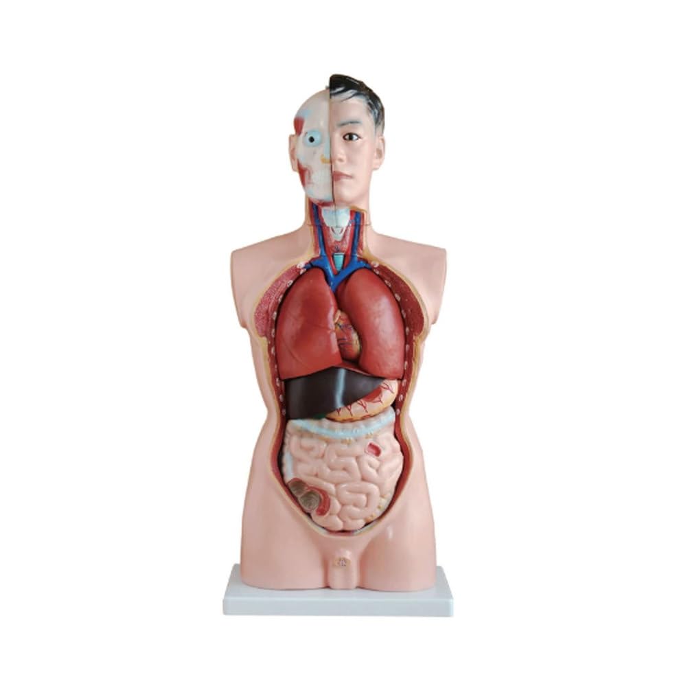 Model męskiego pół tułowia 85 cm 19 części Nauka medyczna Anatomia Edukacyjny symulator Pomoc dydaktyczna dla medycyny College Bio