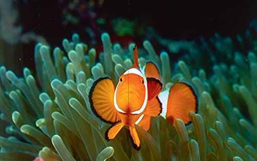 Underwater Photography #TOP1