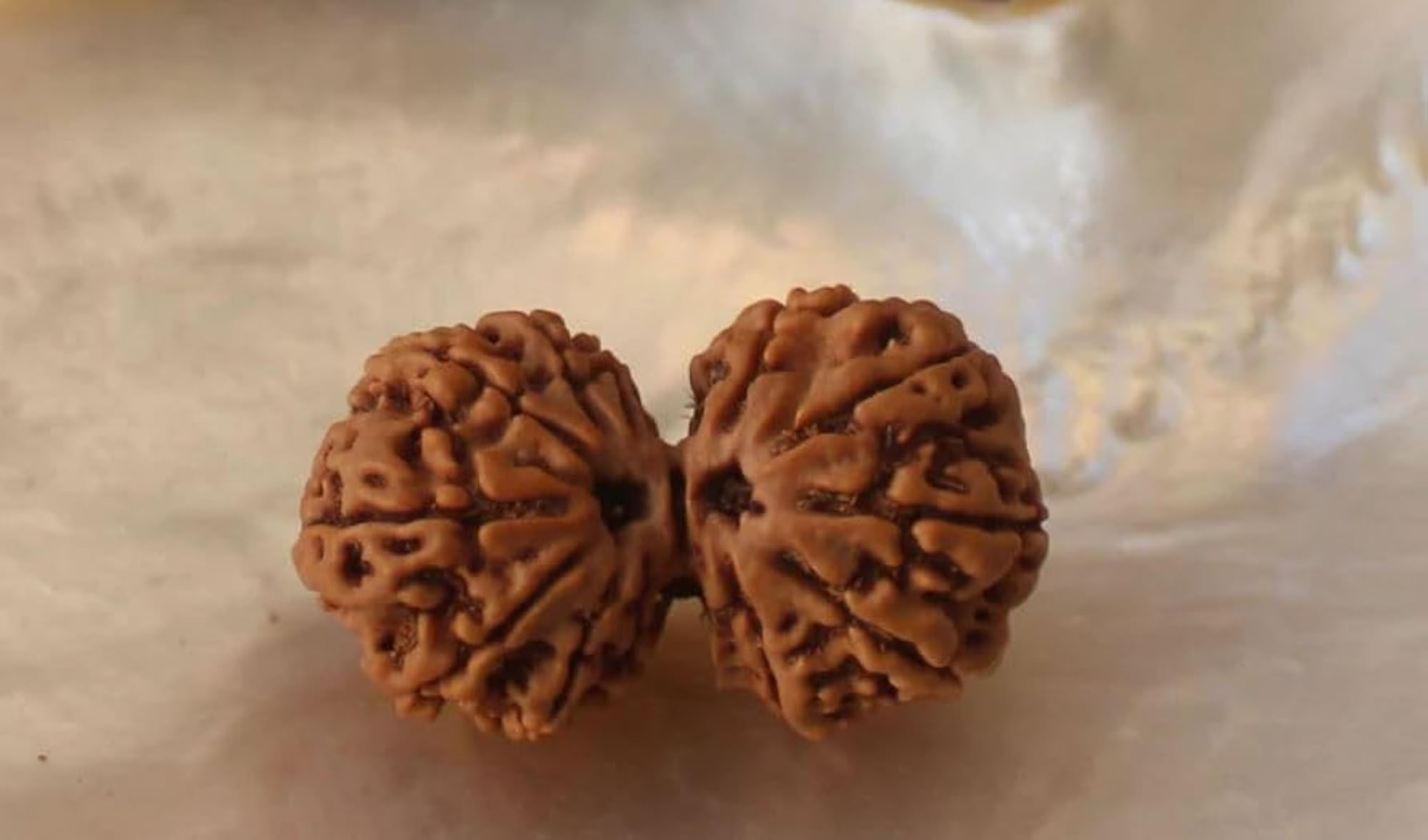 Gaurishankar Rudraksha Pendant, Shiv Parvati Joint
