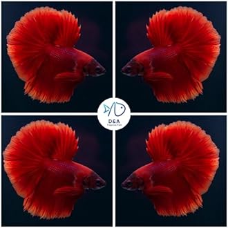 D&A Tropical Live Fish-1 Male Halfmoon Betta Live Fish- Live Betta Fish for Pond, Fish Tank or Aquarium, Live Fish Freshwater (Red)