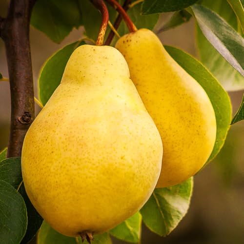 Pear Tree Live 10 Inches Tall, Hardy Fruit Tree for Outdoor Planting, Sweet Pears for Home Orchard and Garden