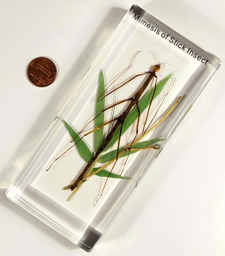 Image of 5.5 inch Real Mimesis Stick Insect Phasmatodea Bug in Crystal Clear Lucite Resin Specimen Paperweight Preserved Animal Taxidermy Collection for Biology Science Education & Desk Ornament Display