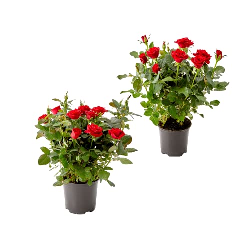 DECOALIVE Dos Plantas de Rosal Mini Plantas Naturales con Flores