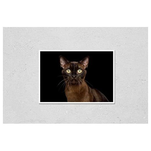 Brown Burmese Cat Wall Art Print