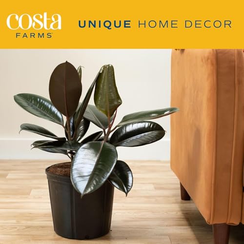 Image of Costa Farms Burgundy Rubber Plant, Live Indoor Ficus Elastica Tree, Live Indoors Houseplant in Nursery Pot, Potting Soil Mix, Gift for Housewarming New House, Home or Office Decor, 2-3 Feet Tall