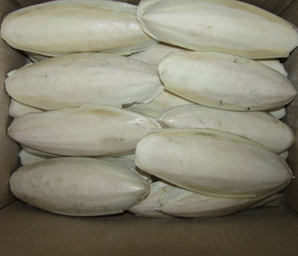 300G Cuttlefish Bone Sale,All Life Stages, 1 Count (B0BN8PRNSV) Amazon Price History, Amazon Price Tracker