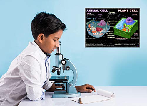 Periodic Table and Cells Science Posters - Laminated 14x19.5 - Educational Charts, Classroom Posters and Decorations, Back to School Supplies, Learning Posters for Biology and Chemistry Classes, STEM and STEAM posters