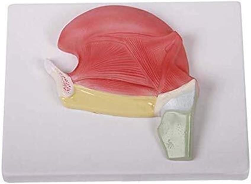 Tongue Muscle Human Organ Tongue Organ Model, Anatomical Model Educational Model, Scientific Anatomical Human Model Medical Model