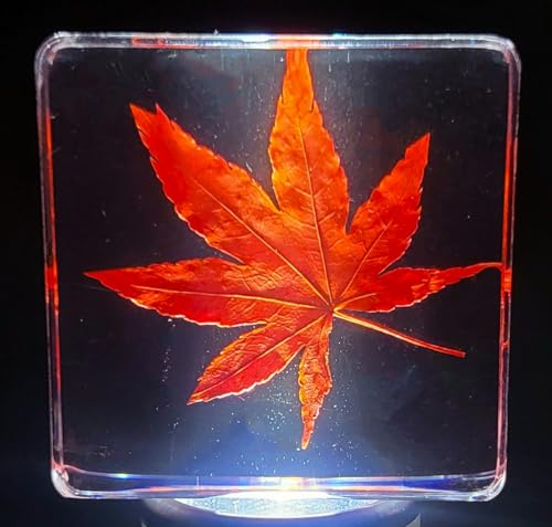 38mm Real Red Japanese Maple Leaf w/Golden Tint Under Light in Crystal Clear Lucite Resin Specimen Dried Pressed Botanist Herb Herbarium Crafts Collection Botany Science Education Ornament Display