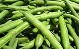 100 Seeds Contender Bush Green Bean Seeds Non-gmo Heirloom