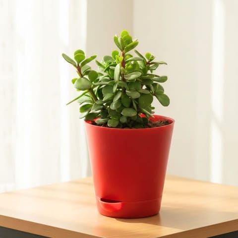 NATURE GARDEN Plants Best Nursery Pune Jade in 4 Inch Plant Red Florence Self Watering Pot-image-10