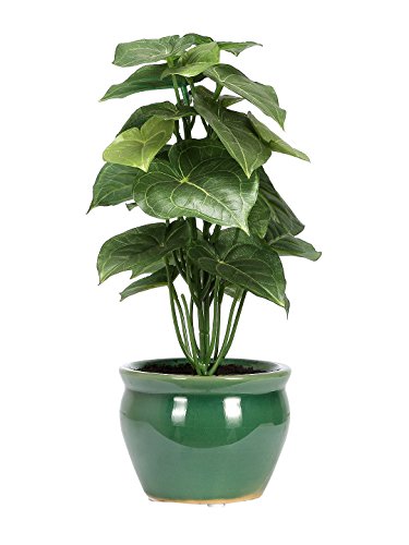 "Bring Nature Indoors with Our Lifelike Jatropha Bonsai - Perfect for Home and Office Décor (28 cm Tall, Green in Ceramic Vase)"