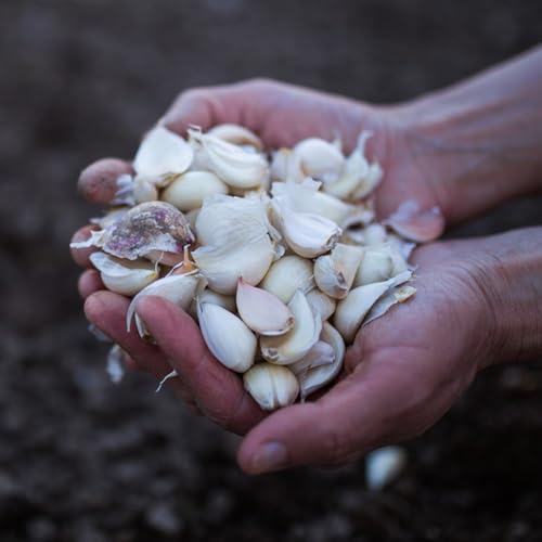 Semillas de ajo, resistentes Semillas de variedades antiguas comprar de invierno 350pcs