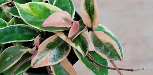 Hoya Krimson Queen – 3 Inch Live Houseplant, Variegated Wax Plant, Low Maintenance Indoor Vine, Easy Care Hanging Plant, Real Potted Plant for Home or Office